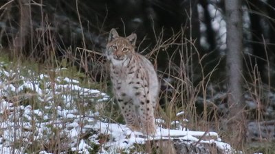 Рисі в Горганах. Прикарпатець оприлюднив зимові фото рідкісних тварин у Карпатах Рисі в Горганах. Прикарпатець оприлюднив зимові фото рідкісних тварин у Карпатах