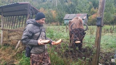 Прикарпатські екологи стверджують, що "бізони-нелегали" неголодні Прикарпатські екологи стверджують, що "бізони-нелегали" неголодні