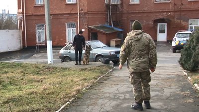 собаки собаки