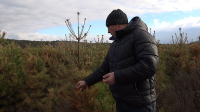 Після обробки сусіднього поля очали всихати сосни і в Миколи Білика. Після обробки сусіднього поля очали всихати сосни і в Миколи Білика.
