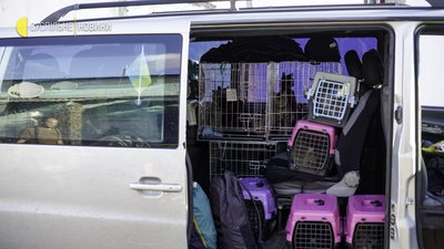 Війна й коти: евакуація тварин із колонії з-під Мар'їнки. Фоторепортаж Війна й коти: евакуація тварин із колонії з-під Мар'їнки. Фоторепортаж