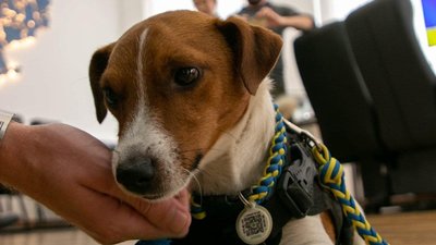 З тортом і в метелику: пес Патрон святкує день народження