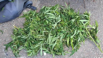 У Житомирі нацгвардійці знайшли в перехожого пів кілограма коноплі