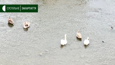 Лебеді-шипуни гніздяться на Закарпатті Лебеді-шипуни гніздяться на Закарпатті