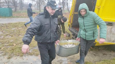У Теремнівські ставки в Луцьку випустили понад 900 кілограмів риби У Теремнівські ставки в Луцьку випустили понад 900 кілограмів риби