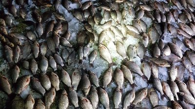 На Житомирщині підприємець, замість надання послуг з очищення водойми, ловив рибу з метою її продажу