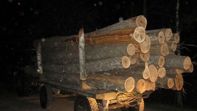 На Житомирщині розслідують крадіжку лісоматеріалів