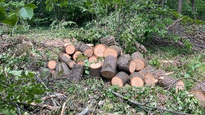 порубка, дрова, дерево, ліс,  деревина, заготівля дров