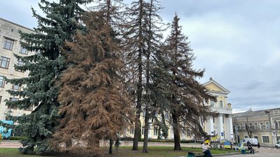 житомир, ялини, зріжуть, майдан корольова, 6 квітня 2026 року