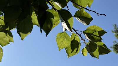 Абрикосове дерево, Донецька область, небо, ясна погода