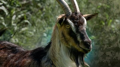 Купити козу: жителі села Сохачі на аукціоні продають свійських тварин, гроші на ЗСУ