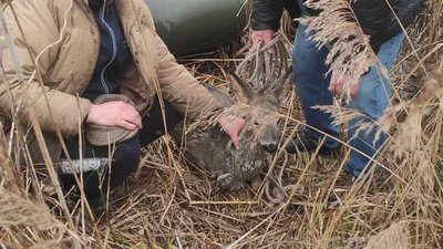 Провалилася під кригу: у селі на Волині троє чоловіків врятували дитинча козулі