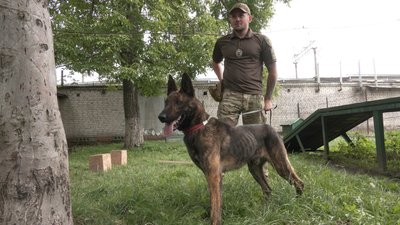 Львівським кінологам передали чотирьох собак з Нідерландів Львівським кінологам передали чотирьох собак з Нідерландів