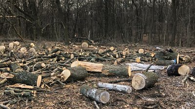 В Кіровоградській області службовці лісгоспу незаконно вирубали ліс
