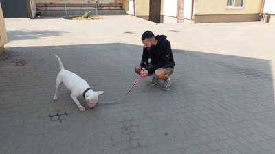 У Львівському притулку "Милосердя" шукають господарів для 400 собак У Львівському притулку "Милосердя" шукають господарів для 400 собак