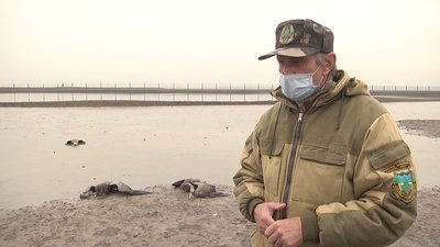 На Херсонщині у заповіднику "Асканія - Нова" знайшли 191 мертвого журавля: чому вимирають птахи На Херсонщині у заповіднику "Асканія - Нова" знайшли 191 мертвого журавля: чому вимирають птахи