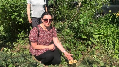 Зрізане дерево в дворі