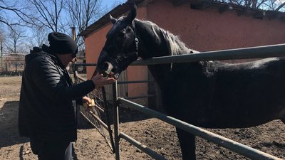 В Одеському іподромі корму залишилося на півтора місяця. У закладі живе 135 коней В Одеському іподромі корму залишилося на півтора місяця. У закладі живе 135 коней