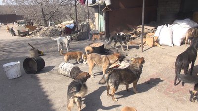 У Бахмуті через закриття ринків нічим годувати безпритульних собак