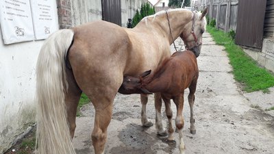 "У світі їх менше тисячі": у Львові розводять рідкісну породу коней "У світі їх менше тисячі": у Львові розводять рідкісну породу коней