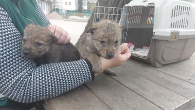 Поповнення в Одеському зоопарку: народилися п'ятеро вовченят і поні Поповнення в Одеському зоопарку: народилися п'ятеро вовченят і поні