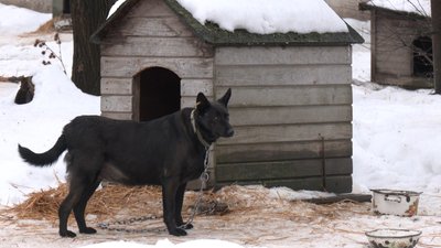 Морози та відключення світла: як переживають зиму тварини у луцькому КП "Ласка" Морози та відключення світла: як переживають зиму тварини у луцькому КП "Ласка"
