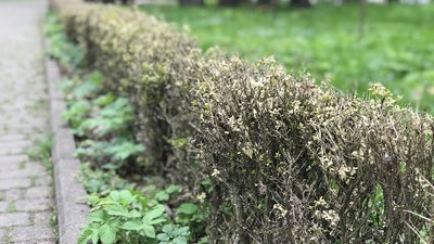 У парку Івано-Франківськ рятують самшит від шкідника