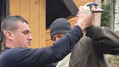 Прикарпатські надзвичайники врятували з річки Стримба травмованого лебедя Прикарпатські надзвичайники врятували з річки Стримба травмованого лебедя