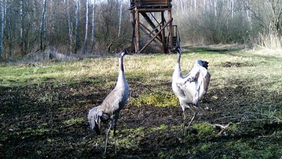 Лісові камери спостереження на Волині зафіксували танець червонокнижних журавлів