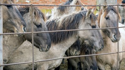 20 диких тарпановидних коней випустили в дику природу дельти Дунаю на Одещині 20 диких тарпановидних коней випустили в дику природу дельти Дунаю на Одещині