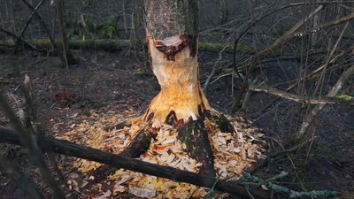Як укріплюють кордон на Рівненщині та чим допомагають бобри. Пояснює начальник ОВА Як укріплюють кордон на Рівненщині та чим допомагають бобри. Пояснює начальник ОВА