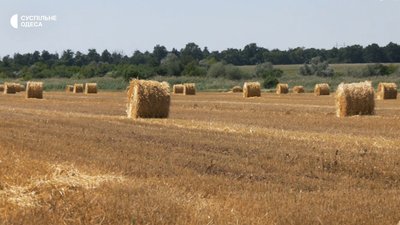 Брак співробітників та стислі терміни: на Одещині тривають жнива Брак співробітників та стислі терміни: на Одещині тривають жнива