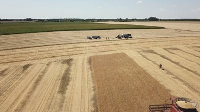 На полях, засіяних пшеницею збирають урожай. Село Козуби, Новосанжарського району На полях, засіяних пшеницею збирають урожай. Село Козуби, Новосанжарського району