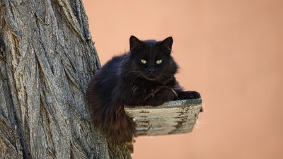 Херсон, погода, природа, кіт