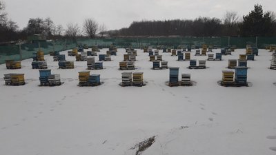 "Російська база на моїй пасіці": історія бджоляра з Харківщини, чиє господарство в окупації "Російська база на моїй пасіці": історія бджоляра з Харківщини, чиє господарство в окупації