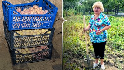 Що жителі Полтавщини кажуть про урожай картоплі
