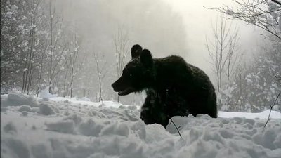 Фотопастка, Ужанський нацпарк, родина бурих ведмедів