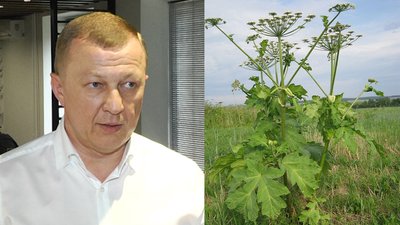 Заступник мера Рівного оголосив "полювання" на отруйний борщівник. Мережі відреагували
