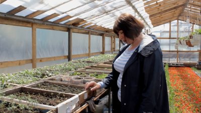120 тисяч рослин: як у теплицях на Волині вирощують квіти для озеленення