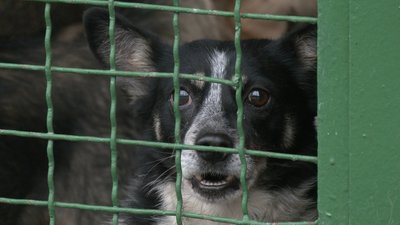 Реконструкція харківського притулку для тварин: що планують та скільки коштуватиме