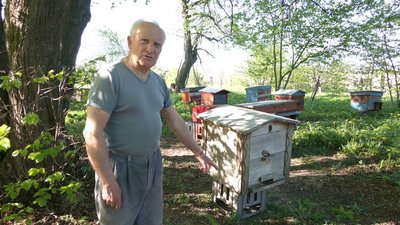 "Мертві бджоли не гудуть": на Рівненщині вивчають причину мору роїв "Мертві бджоли не гудуть": на Рівненщині вивчають причину мору роїв