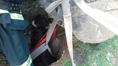 На Львівщині корову витягнули із каналізаційної ями На Львівщині корову витягнули із каналізаційної ями