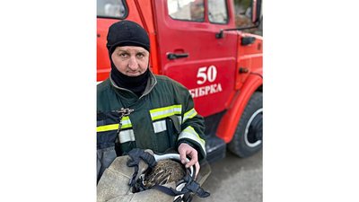 Рятувальники Львівщини під час гасіння сухої трави врятували зайченя Рятувальники Львівщини під час гасіння сухої трави врятували зайченя