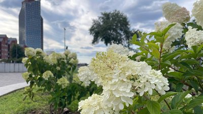 Гортензії, фотозони, Дніпро