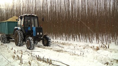 На Житомирщині показали ТЕС, яка виробляє електроенергію з вербової біомаси (ОНОВЛЕНО)