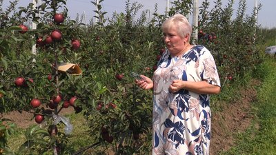 Як боротися зі шкідниками та захворюваннями рослин та дерев: досвід агропідприємства на Франківщині Як боротися зі шкідниками та захворюваннями рослин та дерев: досвід агропідприємства на Франківщині