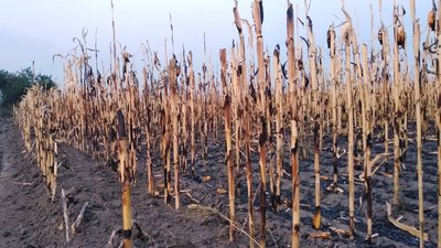 Сінник, кукурудза і очерет: на Черкащині за добу ліквідували 16 пожеж Сінник, кукурудза і очерет: на Черкащині за добу ліквідували 16 пожеж