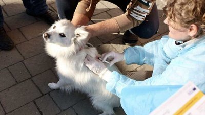 Вакцинація тварини
