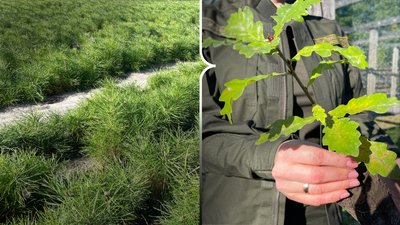 Восени лісівники Полтавщини планують висадити понад мільйон сіянців дерев