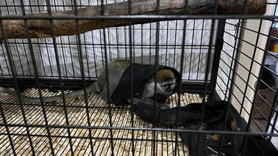 Тигри, мавпи, єноти. У Києві викрили торговців екзотичними тваринами